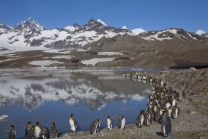 St Andrews Bay, South Geogia Island 169.jpg